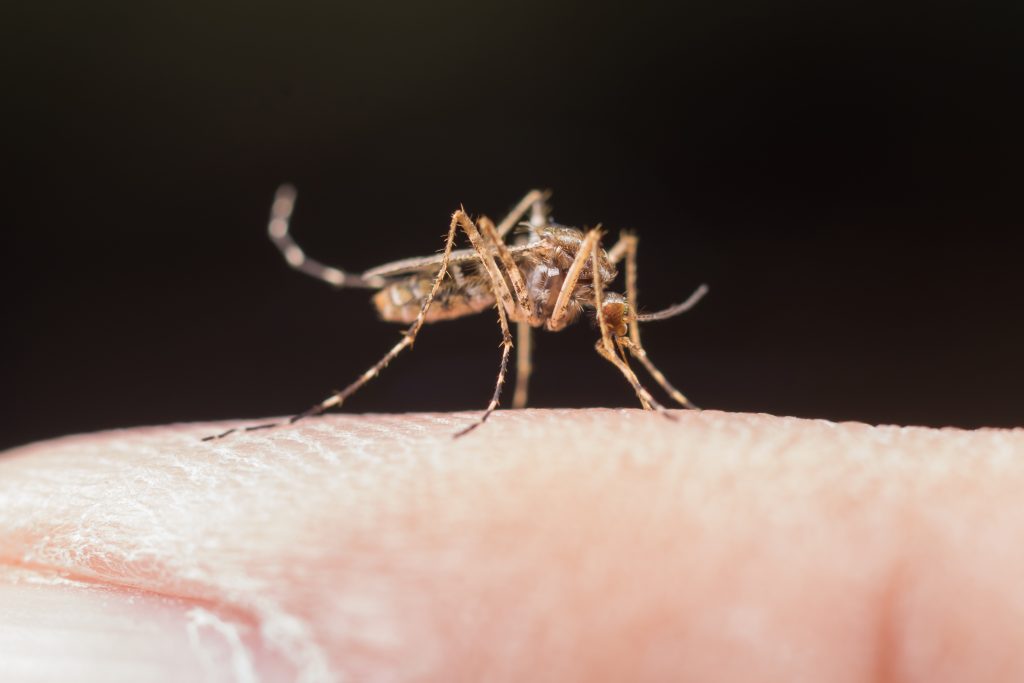 Използването на репеленти намалява значително шанса от ухапване от насекоми - комари, кърлежи, бълхи.